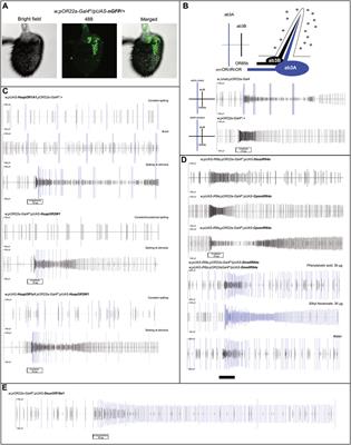 Heterologous investigation of metabotropic and ionotropic odorant receptors in ab3A neurons of Drosophila melanogaster